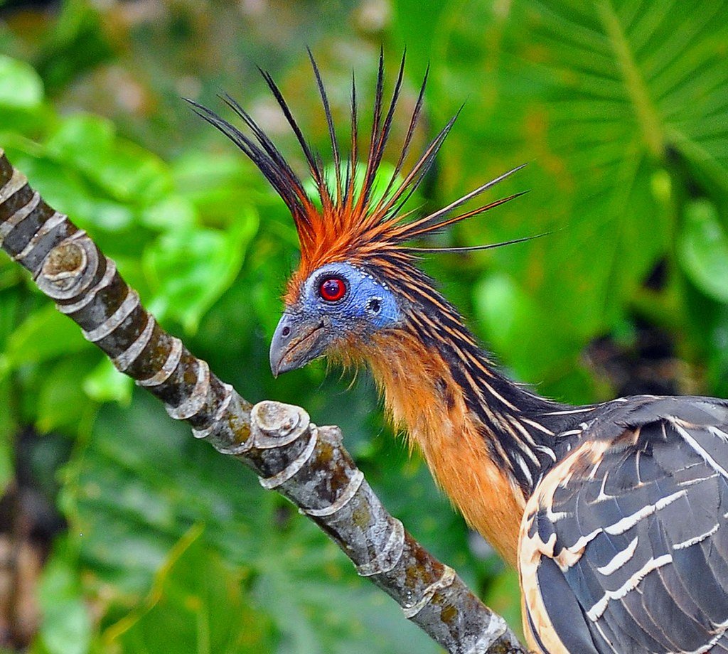 A fauna da selva