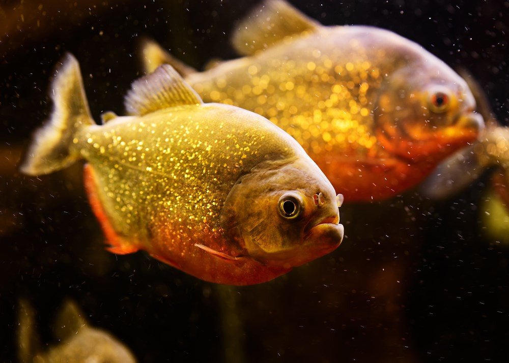 Pesca de piranha